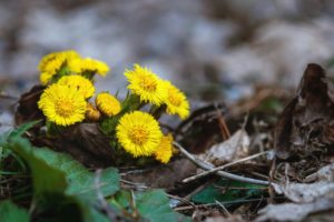 Coltsfoot - Tussilago farfara - yellow flowers in spring forest