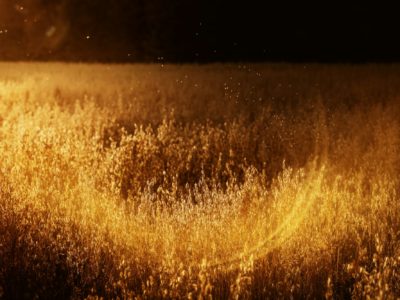 Golden oat field